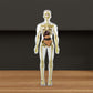 Ideales Geschenk -3D menschliches Skelett Anatomie Modell für Kinder