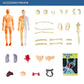 Ideales Geschenk -3D menschliches Skelett Anatomie Modell für Kinder