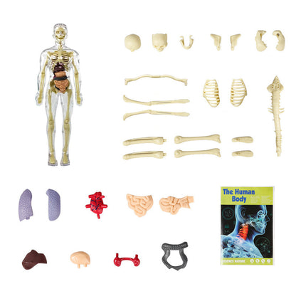 Ideales Geschenk -3D menschliches Skelett Anatomie Modell für Kinder